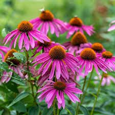 Purple Coneflower (E. purpurea)