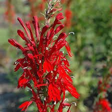 Cardinal Flower Red