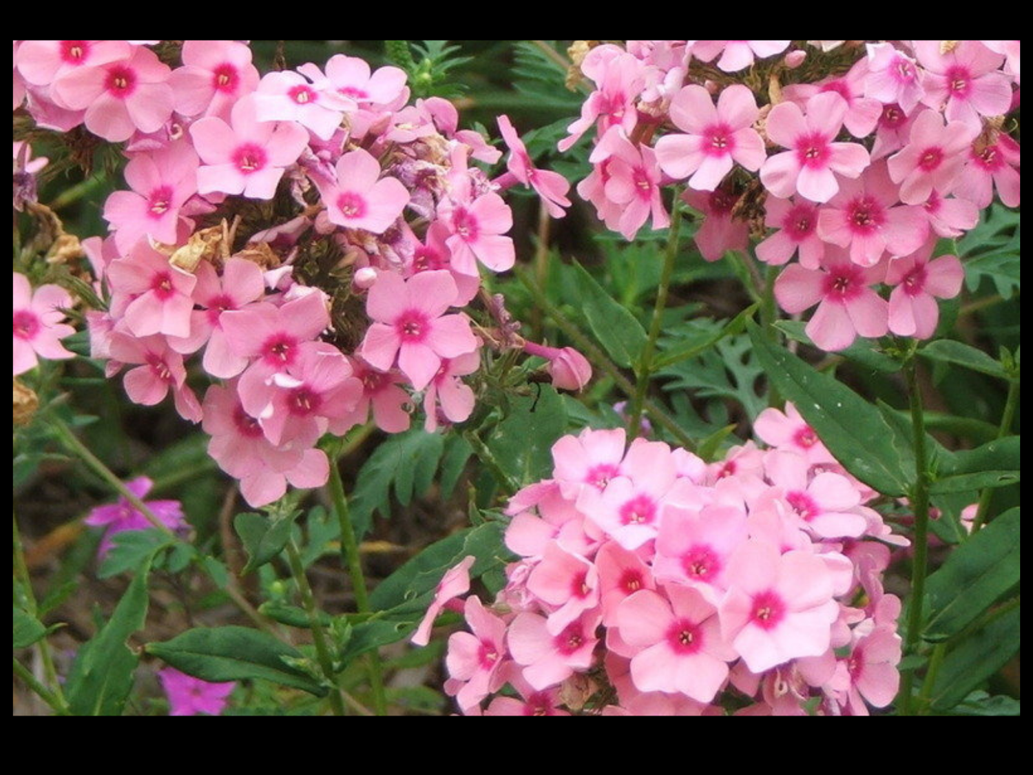 Phlox Paniculata Flaming