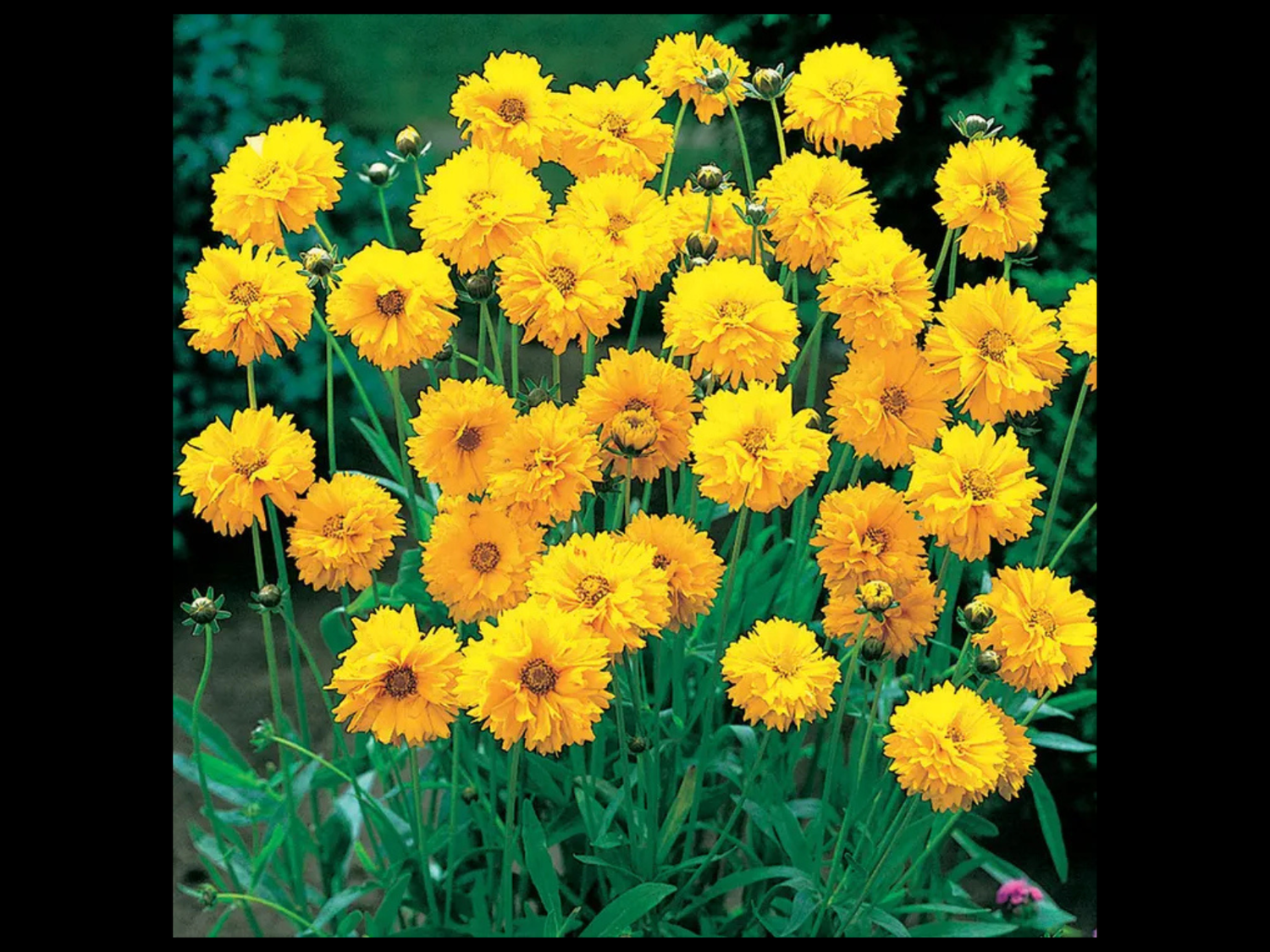 Coreopsis-Early Sunrise