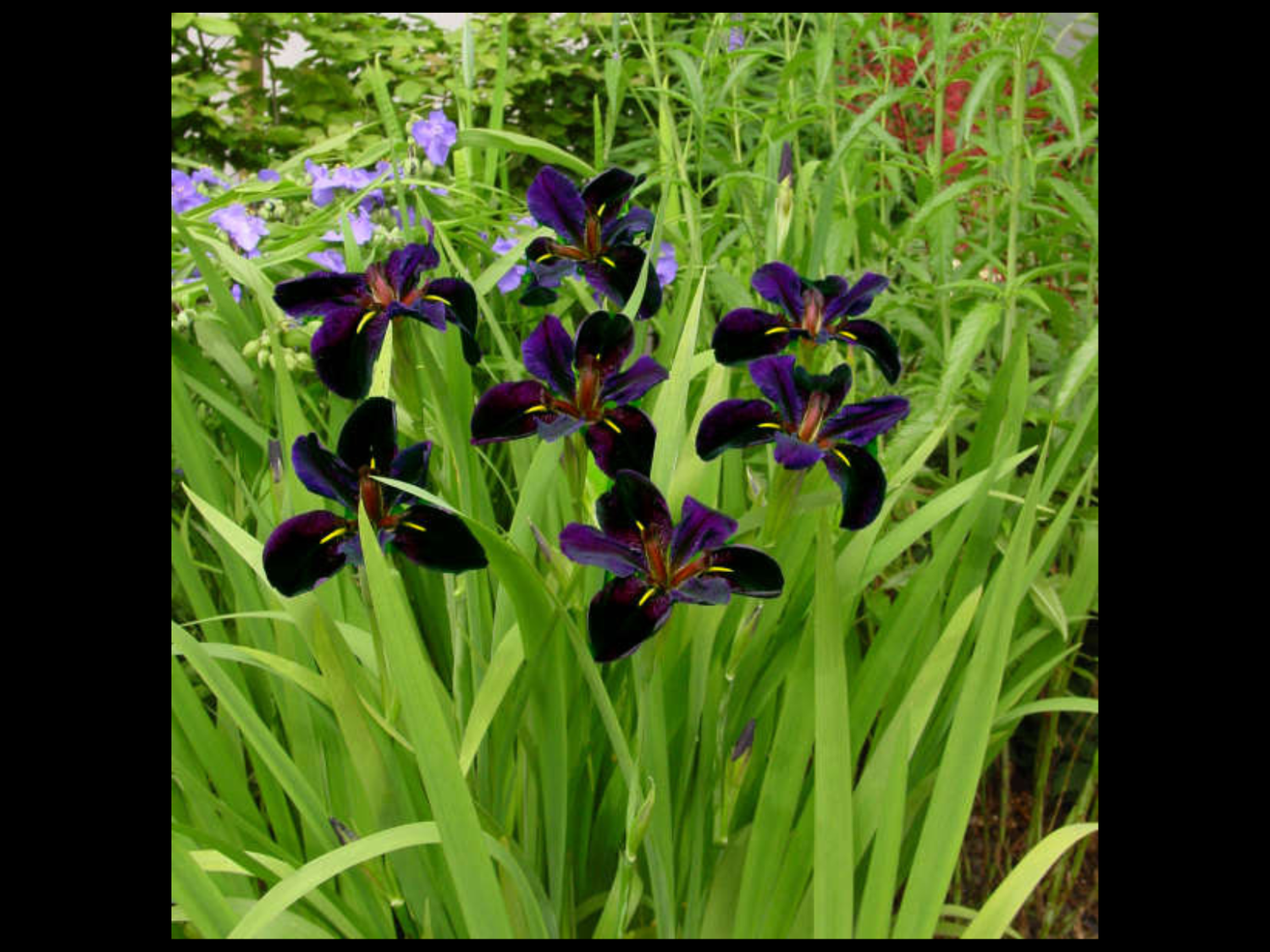 Iris Black Gamecock