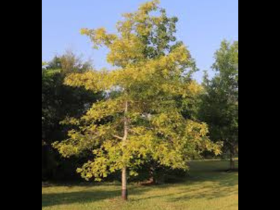 Cherrybark Oak