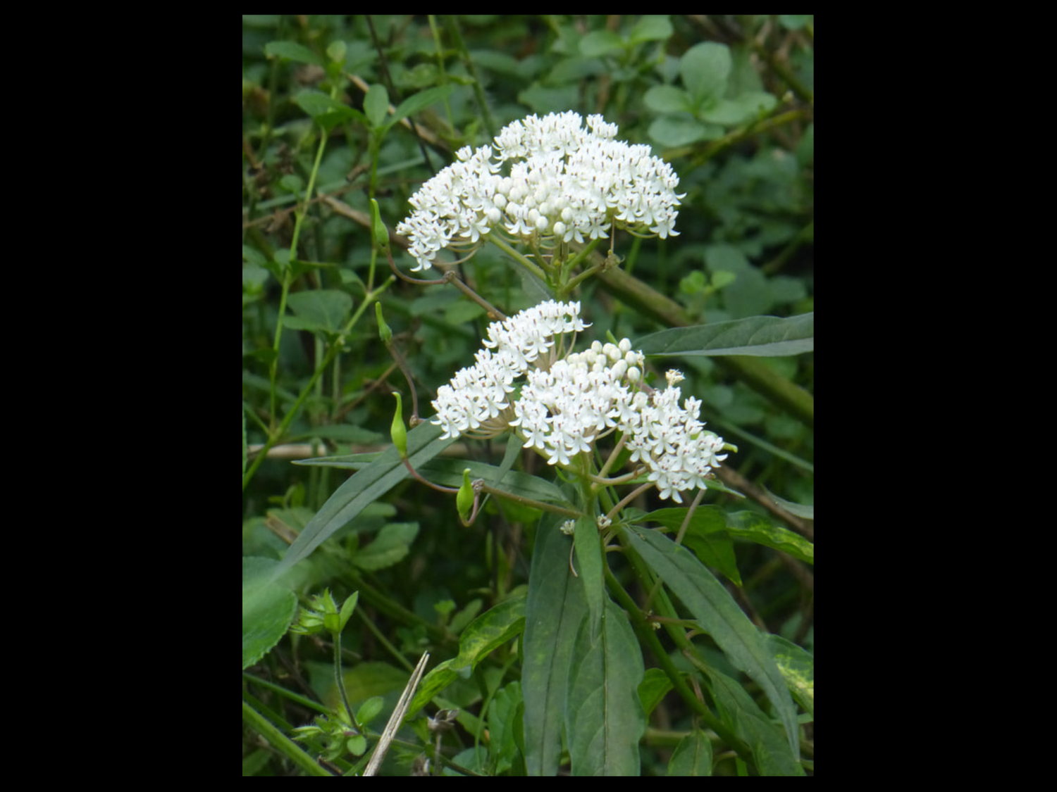 Aquatic Milkweed