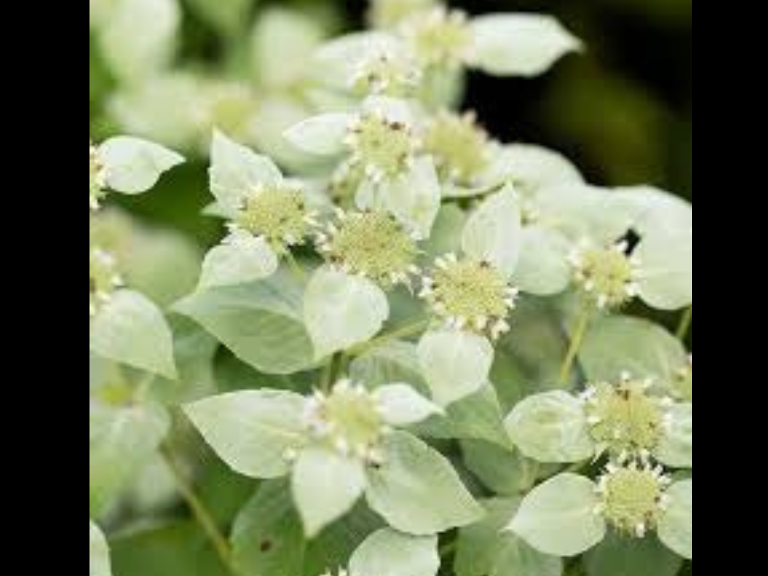 Blue Mountain Mint