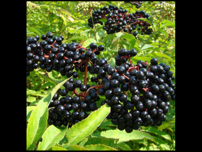 Elderberry