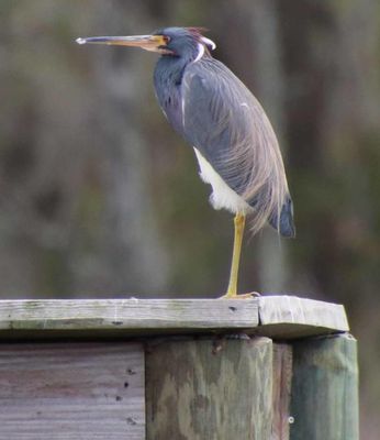 Birding Walk with Dr. Mark S. Woodrey Saturday, September 27 7:30-9:00AM