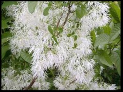 American Fringe Tree