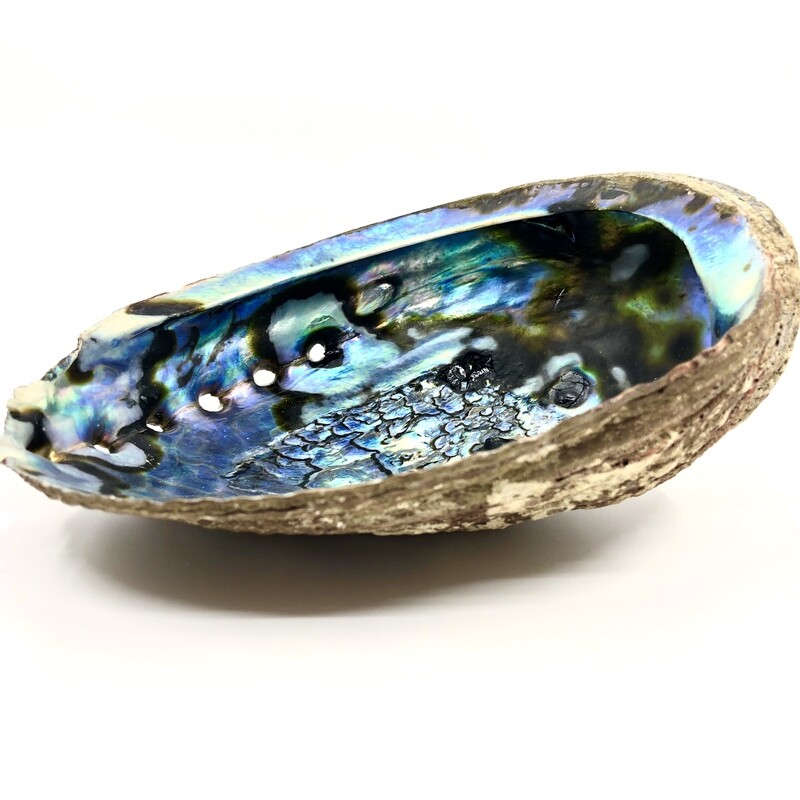 OL Abalone Shell