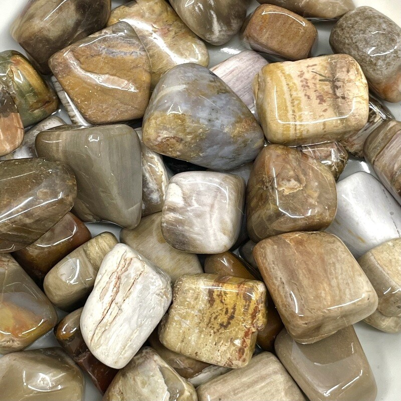 Petrified Wood Tumbled