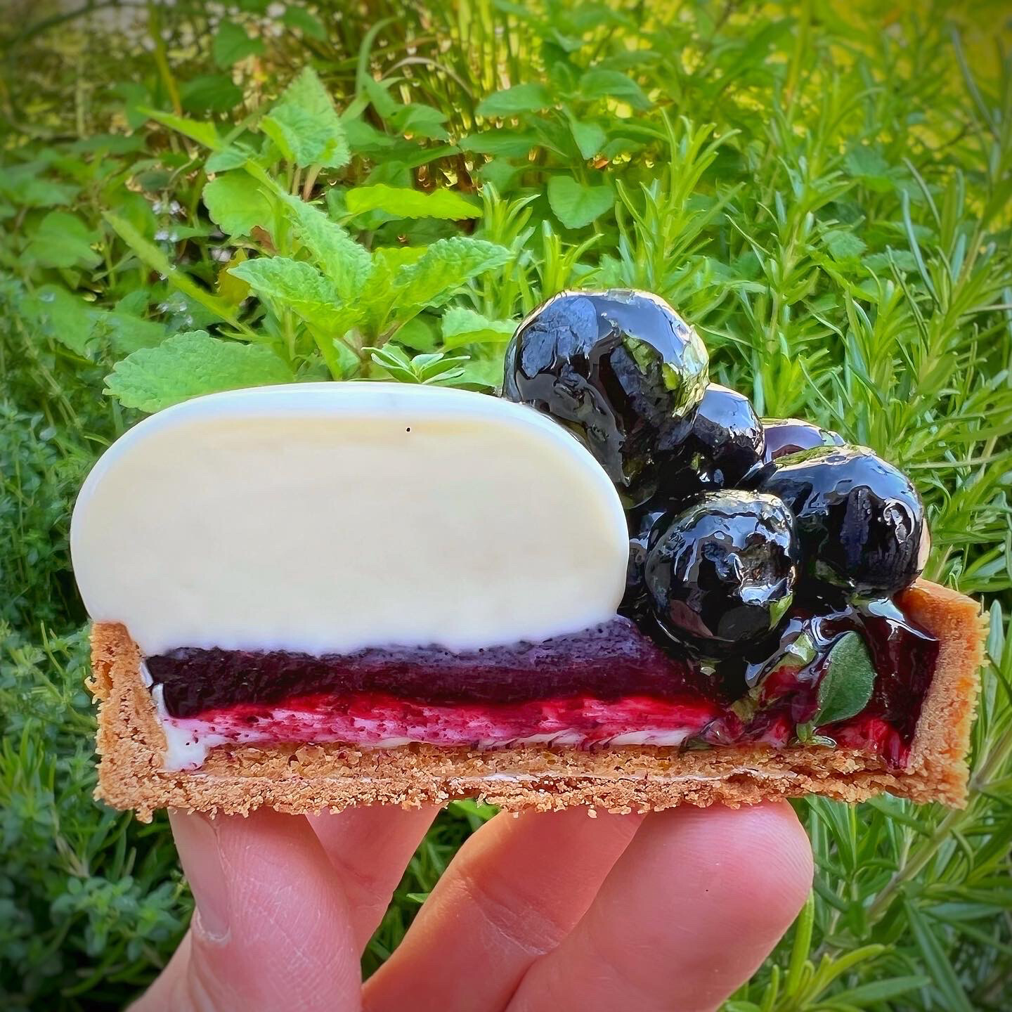 blueberry cheesecake tart