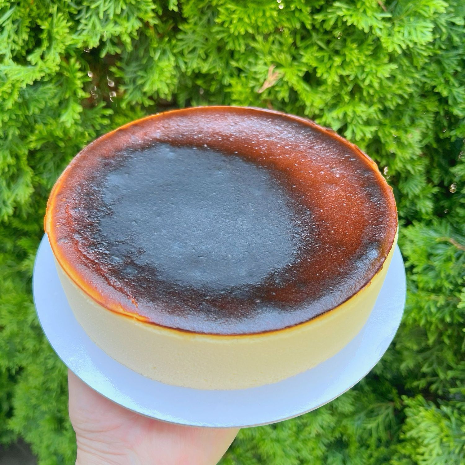 goat cheese basque cheesecake, 7”