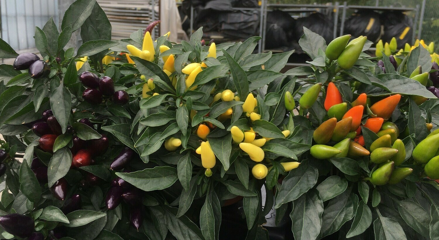 Zierpaprika Capsicum Herzlich Willkommen In Unserem Web Shop Jost Pflanzen Ag