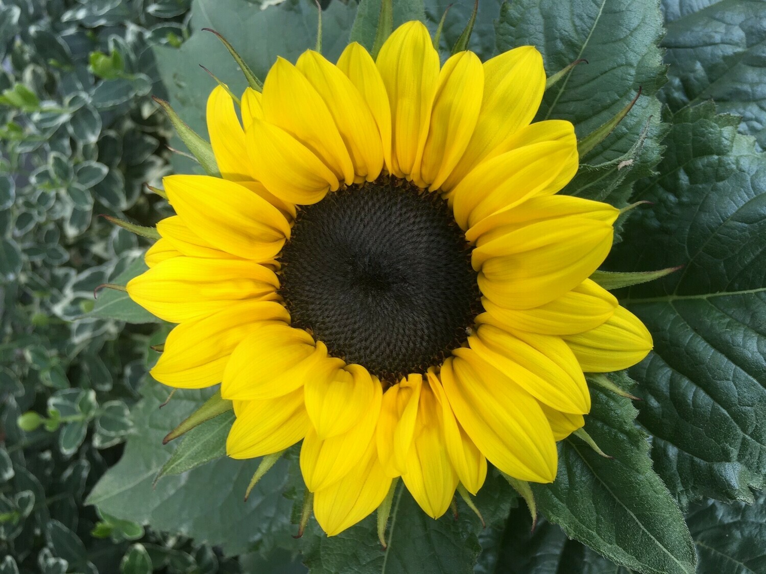 Sonnenblume 1er