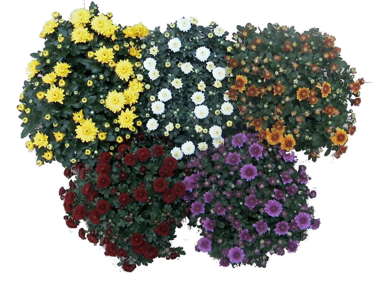 Chrysanthemen 12cm - Herbstaster