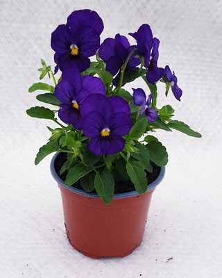 Hornveilchen (Viola cornuta) 10.5cm