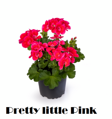 Spezial Geranium Pretty Little Pink