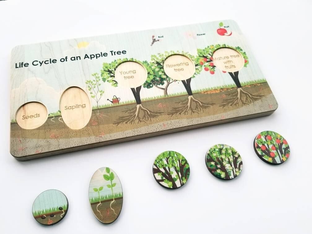 Montessori Life Cycle Of The Apple Tree Board