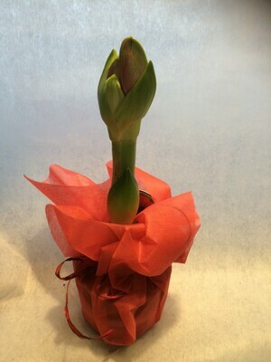 Amaryllis
