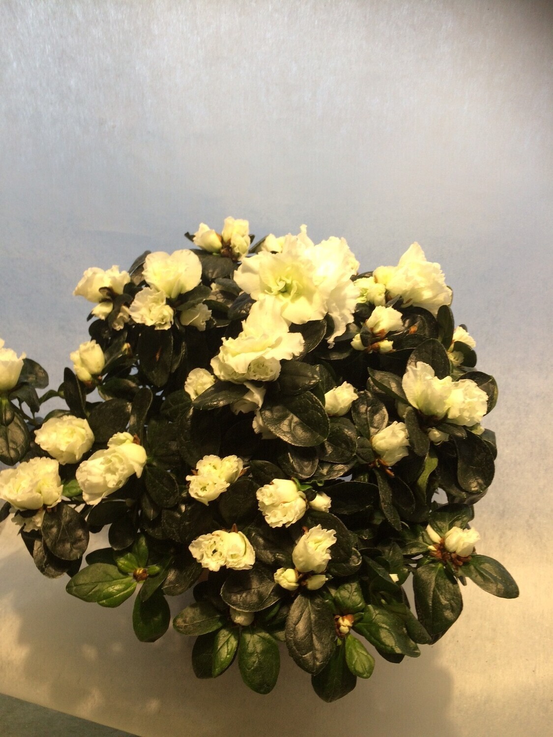 Atzalea, Väri: valkoinen