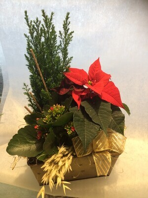 Perinteinen jouluistutus