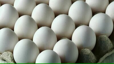 Extra Large White Eggs 特大鸡蛋一排 30只