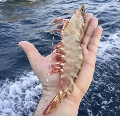 Skull Island Wild Tiger Shrimp Australia 特大野生澳洲老虎虾(9-10只/磅）一包三磅 $19.99/磅