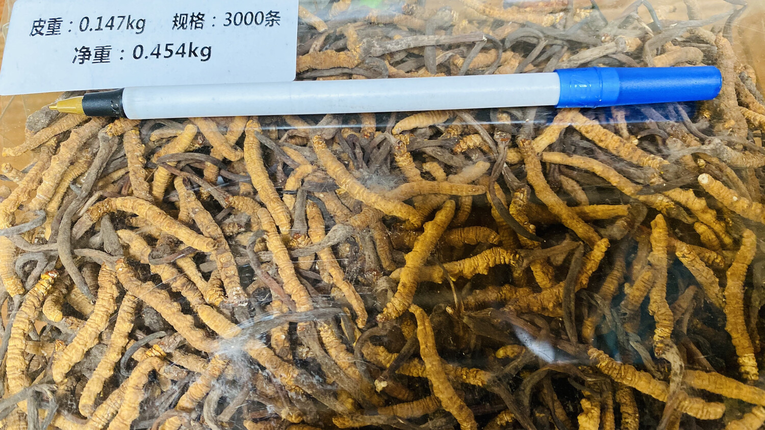 冬蟲夏草 - 西藏 0.454kg / 3000条
