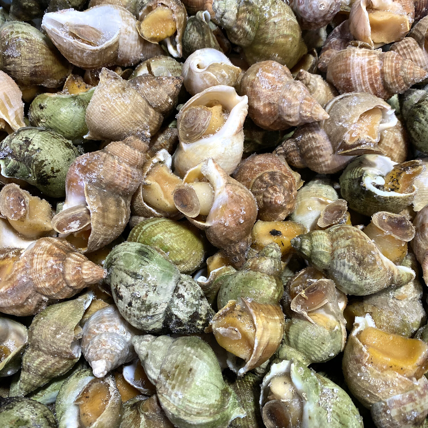 大特价！！Wild Whelks Whole 2lbs 野生香螺 / 熟 $4.99/lb