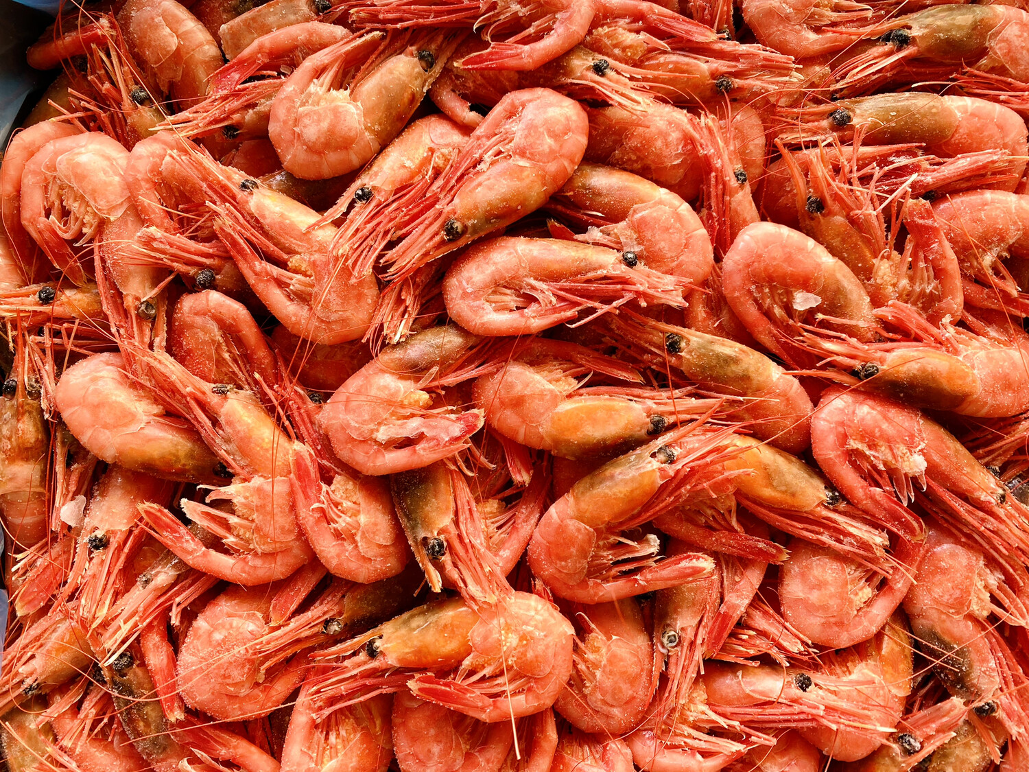 大特价！Arctic Cooked Shrimp 5lbs 北极甜虾 $2.5/lb