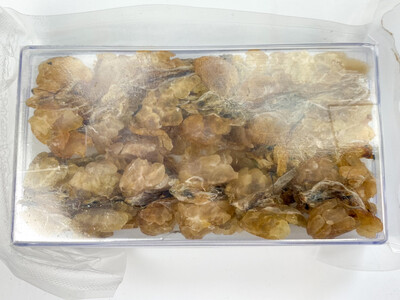 Forest Frog 野生雪蛤 / 有肠 50g 2盒以上$52.99 平盒