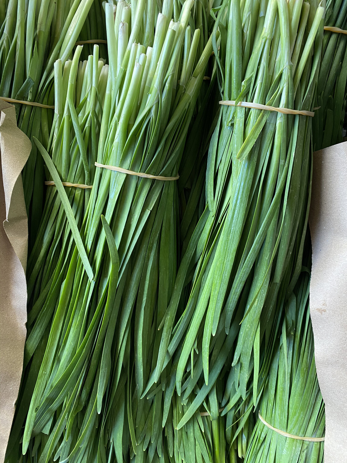 Herb Chives Green 韭菜 0.9-1磅 1扎