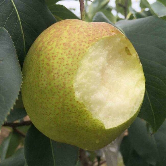 Pears 新疆雪香梨 $1.99/磅