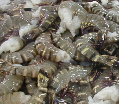13/15 H/L Tiger Shrimp 4lbs 无头老虎虾 $13.5/lb
