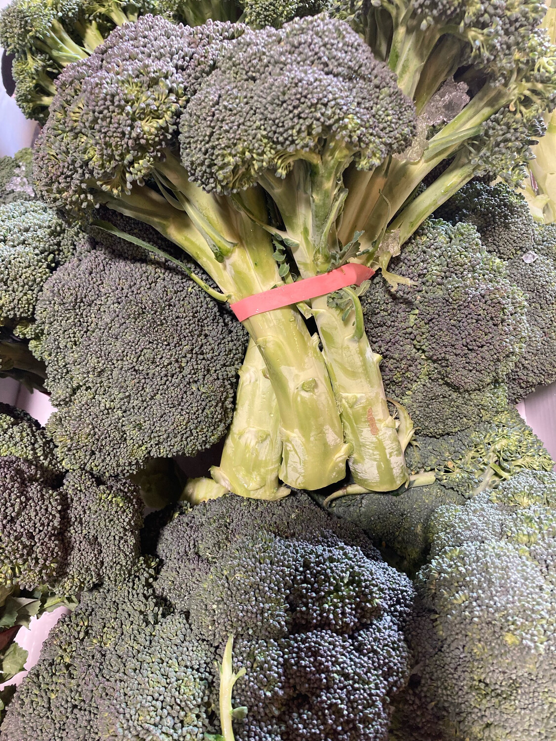 Broccoli 长茎西兰花 $2.00/LB
