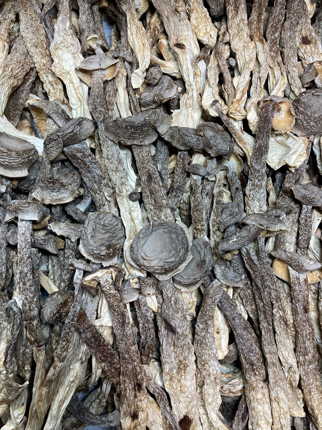 Dried Velvet Mushroom 鹿茸菇 8oz