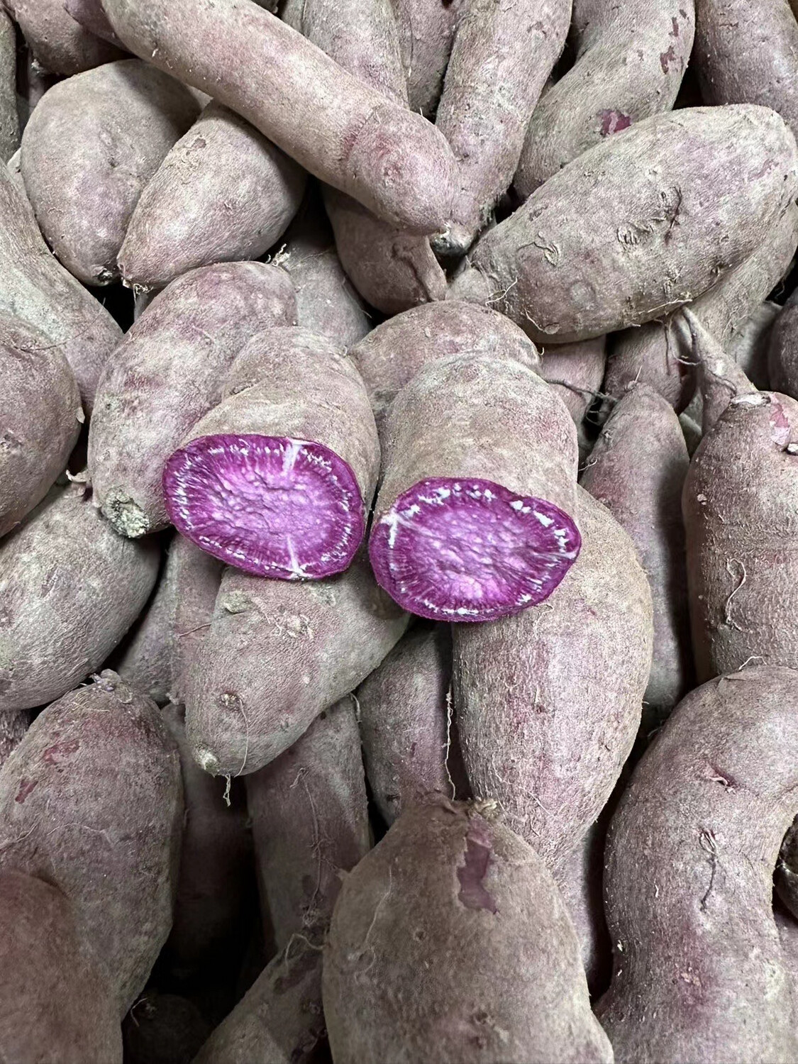 Purple Yam 加州紫薯
