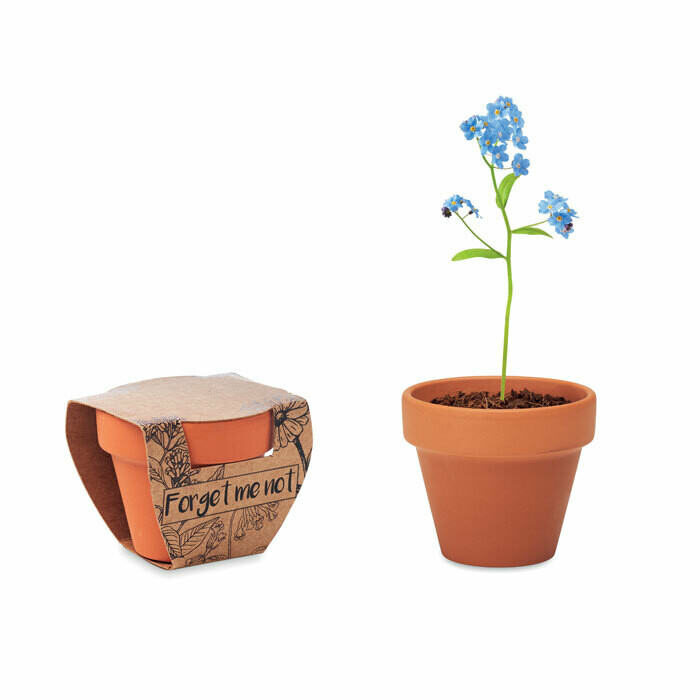 Maceta de terracota con flor "no me olvides"