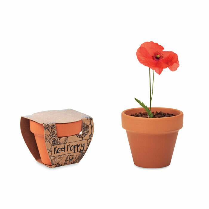 Maceta de terracota con amapola