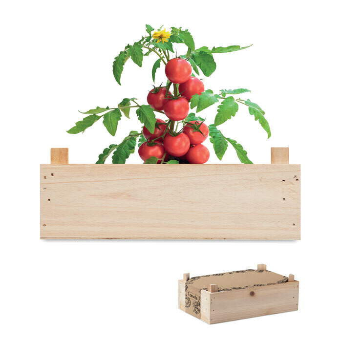 Mini huerto tomate Raf