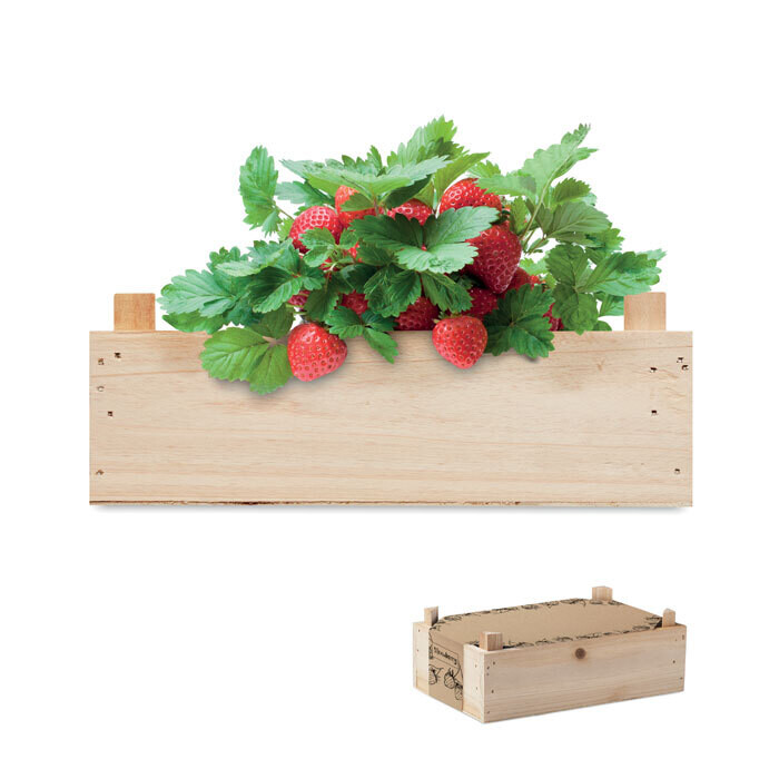 Mini huerto fresas