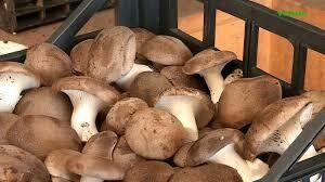 Funghi Cardoncelli Freschi(Clicca qui)