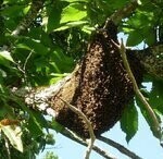 Essaim nu 2024 developpé dans votre ruche durant 1 mois 