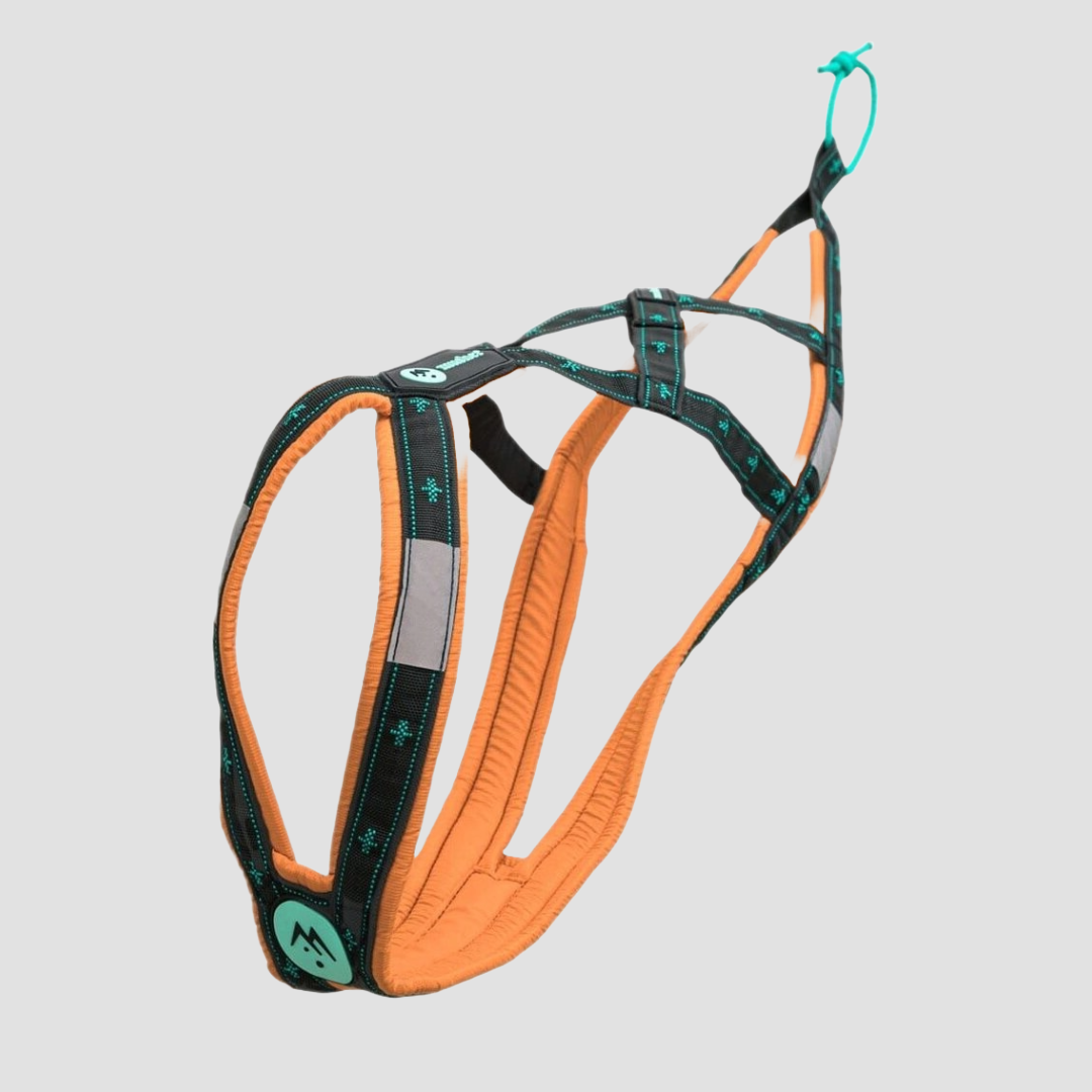 musher ANVIK Harness 