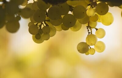 White Burgundy