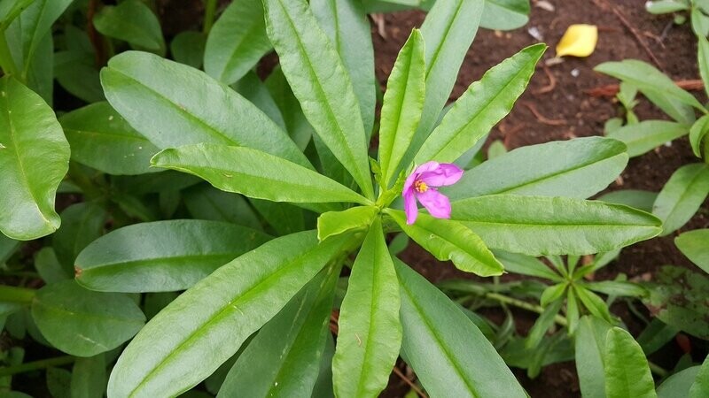 GINSENG COSMETIC von Beatrix Strobl