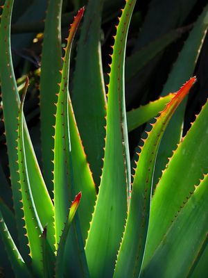 ALOE VERA PFLEGE von Beatrix Strobl