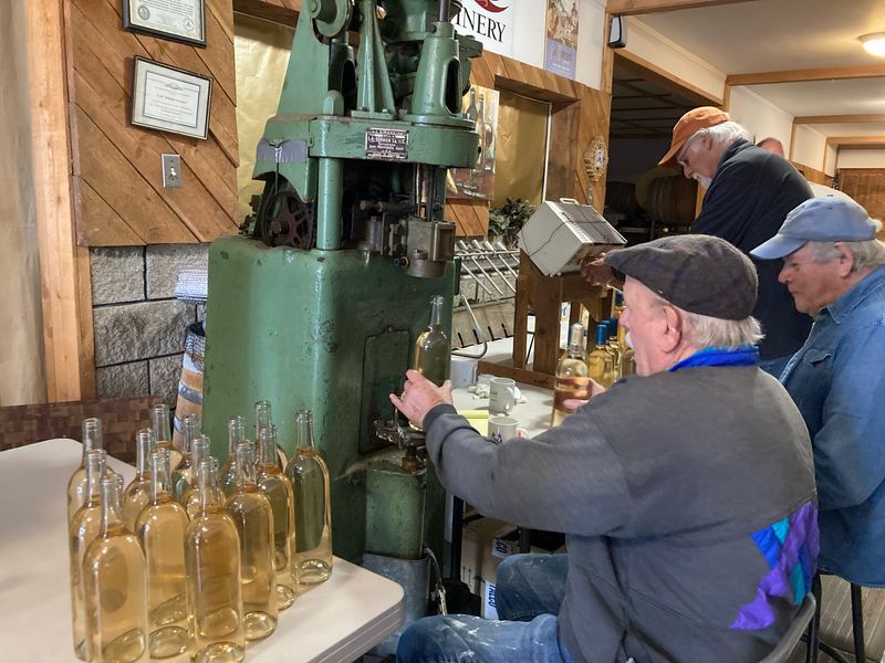 Pinot Gris (2023)
