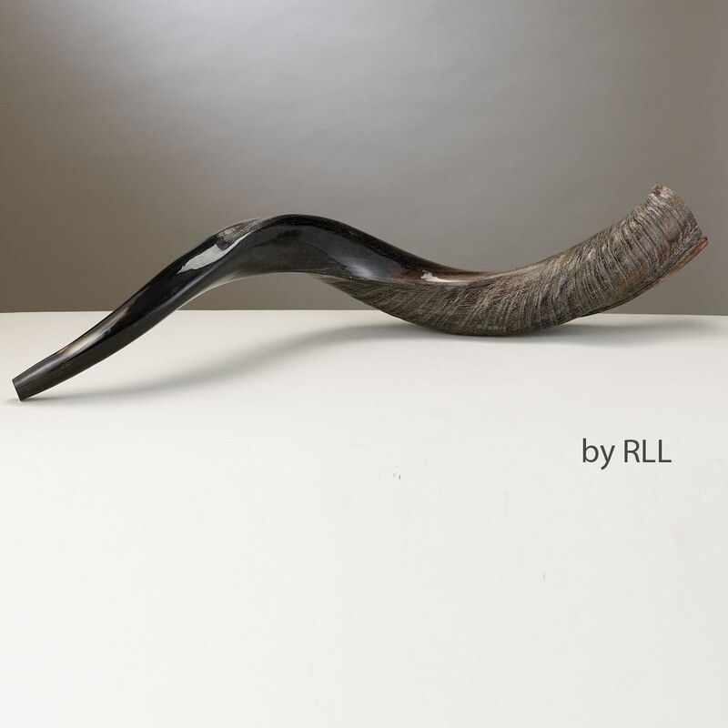 Yemenite Shofar - 70cm/30&quot;