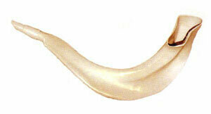 Real Looking Plastic Shofar Crm