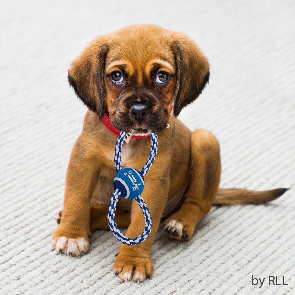"Chewdaica" Chanukah Rope Dog Toy